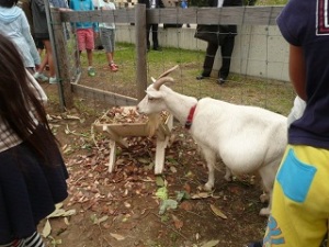 東京都「小学校動物飼育推進校事業」