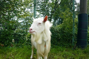 学校飼育動物　ヤギ