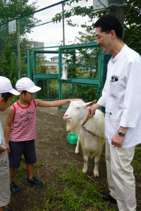 学校飼育動物　ヤギ