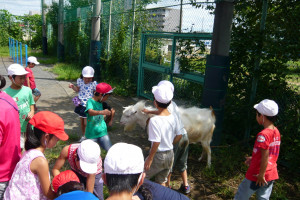 学校飼育動物　ヤギ