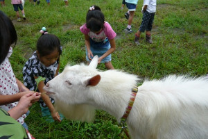 学校飼育動物　ヤギ