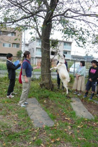 学校飼育動物　教員向け講習会