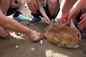 小学校「動物飼育推進校事業」