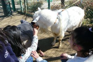 小学校「動物飼育推進校事業」