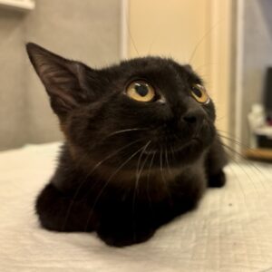 小笠原の保護ネコの写真