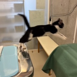小笠原の保護ネコの写真
